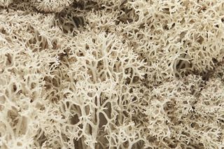 Woodland Scenics Natural Lichen