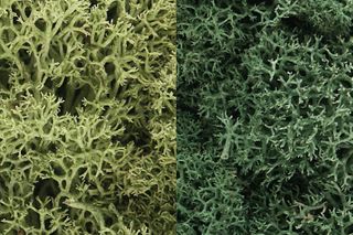 Woodland Scenics Light Green Mix Lichen