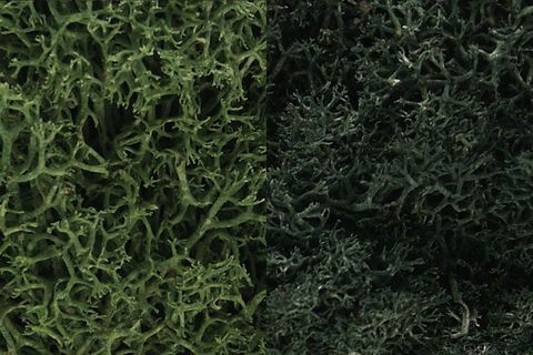 Woodland Scenics Dark Green Mix Lichen