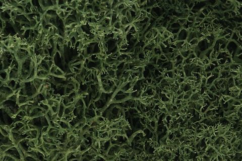 Woodland Scenics Medium Green Lichen