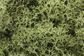 Woodland Scenics Spring Green Lichen