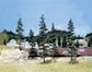 Woodland Scenics 6-9In Pine Trees 5/Kit*