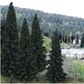 Woodland Scenics 4In - 6Inrm Real Evergreen Bl 13/Pk *