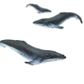 Safari Ltd Humpback Whales Good Luck Minis *D