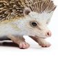 Safari Ltd Hedgehog Incredible Creatures