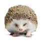 Safari Ltd Hedgehog