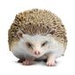 Safari Ltd Hedgehog Incredible Creatures