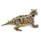 Safari Ltd Horned Lizard Incredible Creatures