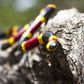 Safari Ltd Coral Snake Incredible Creatures