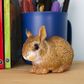 Safari Ltd Eastern Cottontail Rabbit Baby