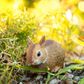 Safari Ltd Eastern Cottontail Rabbit Baby  Incredib