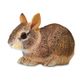 Safari Ltd Eastern Cottontail Rabbit Baby  Incredib
