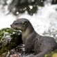 Safari Ltd River Otter Incredible Creatures