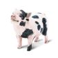 Safari Ltd Pot-Bellied Pig