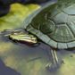 Safari Ltd Red-Eared Slider Turtle Incredible Crea