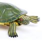 Safari Ltd Red-Eared Slider Turtle