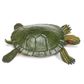 Safari Ltd Red-Eared Slider Turtle