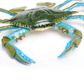 Safari Ltd Blue Crab Incredible Creatures