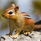 Safari Ltd Eastern Chipmunk