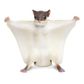 Safari Ltd Flying Squirrel Incredible Creatures