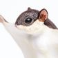 Safari Ltd Flying Squirrel Incredible Creatures