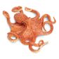 Safari Ltd Octopus Incredible Creatures