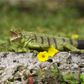 Safari Ltd Iguana Incredible Creatures