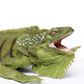 Safari Ltd Iguana Incredible Creatures