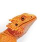 Safari Ltd Bearded Dragon Incredible Creatures