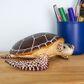 Safari Ltd Sea Turtle