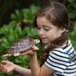 Safari Ltd Sea Turtle