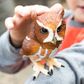 Safari Ltd Eastern Screech Owl