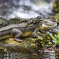 Safari Ltd Alligator With Babies Incredible Creatu