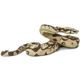 Safari Ltd Boa Constrictor Incredible Creatures