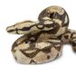 Safari Ltd Boa Constrictor Incredible Creatures