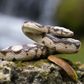 Safari Ltd Boa Constrictor Incredible Creatures