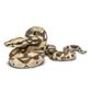 Safari Ltd Boa Constrictor