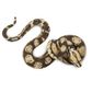 Safari Ltd Boa Constrictor Incredible Creatures