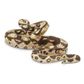 Safari Ltd Boa Constrictor Incredible Creatures