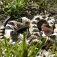Safari Ltd Eastern Diamondback Rattlesnake