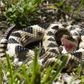 Safari Ltd Eastern Diamondback Rattlesnake  Incredi