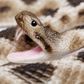 Safari Ltd Eastern Diamondback Rattlesnake  Incredi
