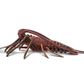 Safari Ltd Spiny Lobster