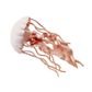 Safari Ltd Jellyfish