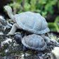 Safari Ltd Tortoise Baby Incredible Creatures