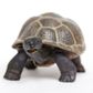 Safari Ltd Tortoise Baby Incredible Creatures