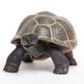 Safari Ltd Tortoise Baby