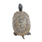 Safari Ltd Tortoise Baby
