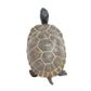 Safari Ltd Tortoise Baby Incredible Creatures