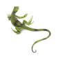 Safari Ltd Iguana Baby